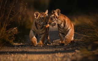 Two tigers playing sun wildlife - their paw free wallpaper