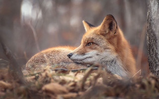 Sad fox woods portrait blurry - its head on free wallpaper