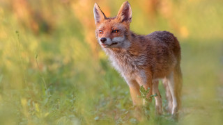 Small fox tall grass blurry - a small fox free wallpaper