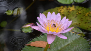 Purple flower bee lily pond - nature photography free wallpaper for desktop