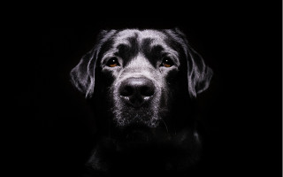 Black dog sad face chiaroscuro - his face and nose free wallpaper