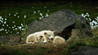 Polar bears rocky hillside christmas - a rocky hillside next free wallpaper