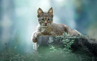 Kitten log woods moon night - a kitten free wallpaper