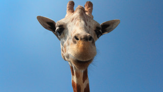 Giraffe sky blue clouds outdoors - thin free wallpaper for desktop