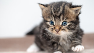 Kitten blue eyes curious superflat - a curious look free wallpaper