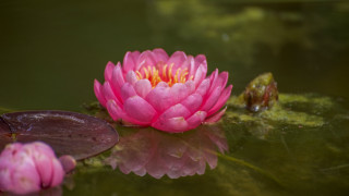 Pink flower floating pond lily 2 - a green leaf in the foreground free wallpaper