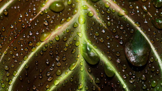 Green leaf water droplets macro 36 - a green leaf in the foreground free wallpaper