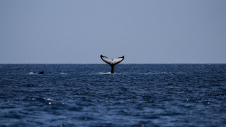 Whale tail ocean puzzle beach - liminal free wallpaper