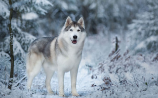 Husky snow forest winter naturalism - in a forest free wallpaper