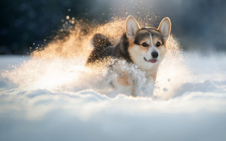 Dog snow shiba inu impressionist - in the snow free wallpaper