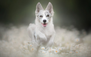 Dog running daisies open mouth - tongue free wallpaper for desktop