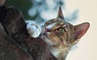 Cat looking up tree branch 4 - its paw free wallpaper for desktop