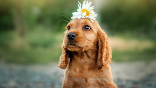 Dog daisy hair gravel road - a gravel road free wallpaper
