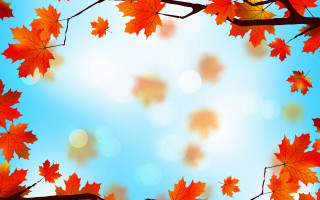 Autumn tree leaves sky sun - a picture of a tree free wallpaper