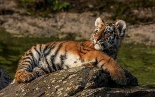 Tiger cub laying rock sun - a tiger cub free wallpaper