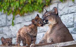 Small cats on wall with - a couple free wallpaper