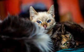 Cat blue eyes bed neoplasticism - shallow depth of field free wallpaper
