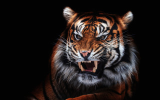 Tiger open mouth 3d render - mouth wide open free wallpaper