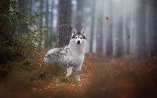 White dog forest falling leaves - a white dog free wallpaper