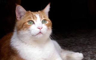 Sad white cat green eyes - green eye free wallpaper