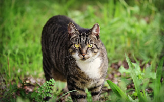 Curious cat yellow eyes grassy - curious free wallpaper