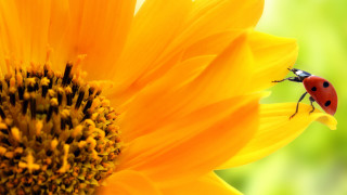 Ladybug sunflower green background yellow - a sunflower free wallpaper