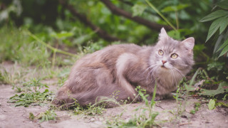 Sad cat in grass bushes - sad free wallpaper