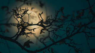 Moon branches bare tree bat - a full moon free wallpaper