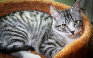 Curious cat in bed realistic - curious free wallpaper