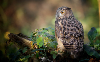 Bird branch woods leaves naturalism - the camera free wallpaper for desktop