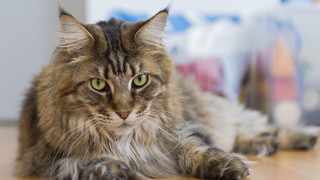 Regal cat on wooden floor - a wooden floor free wallpaper
