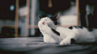 Black white cat laying on - its head on free wallpaper