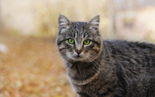Black cat green eyes symmetrical 2 - a blurry background of leaves and grass free wallpaper