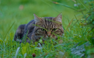 Sad cat in grass nature - sharp focus free wallpaper for desktop