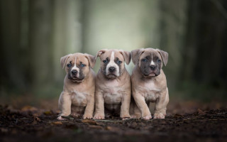 Three puppies forest blue eyes - renaissance free wallpaper