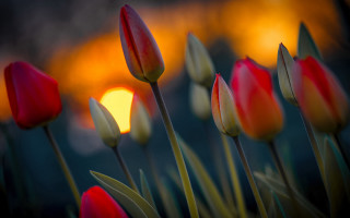 Red yellow tulips sunset field - tulip free wallpaper