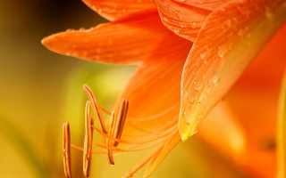 Flower water droplets green background 3 - a close up of a flower free wallpaper for desktop