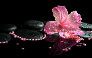 Pink flower black rock water - a still life free wallpaper