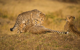 Cheetah cubs playing grass wild - the grass together free wallpaper