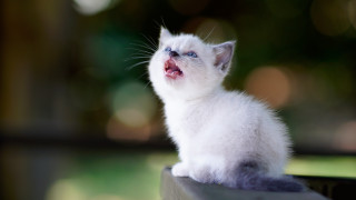White kitten open mouth looking - its mouth open free wallpaper