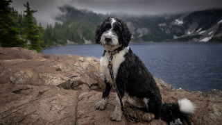Dog rock lake mountains chain - its neck free wallpaper for desktop