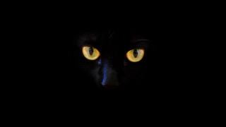 Black cat yellow eyes dark 5 - the dark free wallpaper