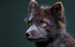 Small animal yellow eyes black - an illustration free wallpaper