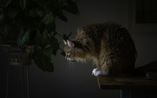 Cat table dark light plant - a plant in the background free wallpaper