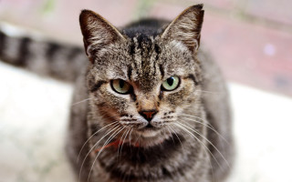 Black cat green eyes shallow - the camera free wallpaper for desktop