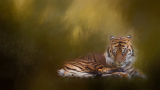 Tiger laying down grass closed - bengal school of art free wallpaper