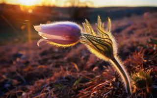 Flower bud sunset field bokeh - a field of grass free wallpaper for desktop