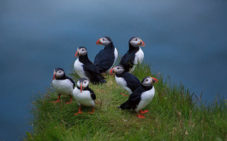 Birds hill water grass ecological - top of a grass free wallpaper for desktop