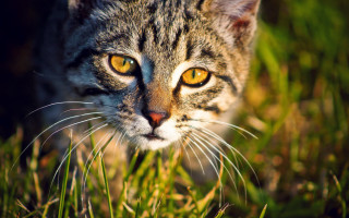 Cat yellow eyes grass sad 2 - yellow eye free wallpaper
