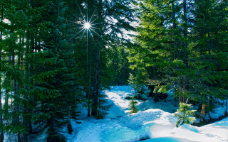 Snow covered path woods bright - a bright sun free wallpaper
